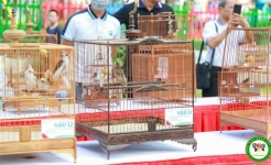 Chăm sóc chào mào trước khi đi thi