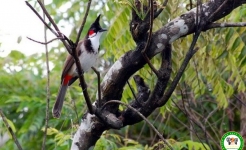 Chào mào Trung Mang