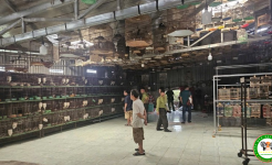 Cục Cảnh sát phòng chống tội phạm về môi trường phối hợp với lực lượng chức năng các địa phương phát hiện, xử lý nhiều cơ sở nuôi, nhốt và mua bán trái phép chim hoang dã.