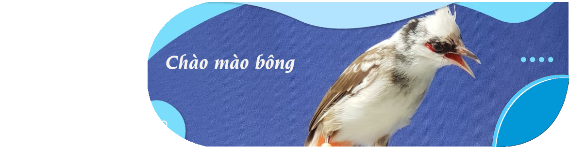 Chào mào bông