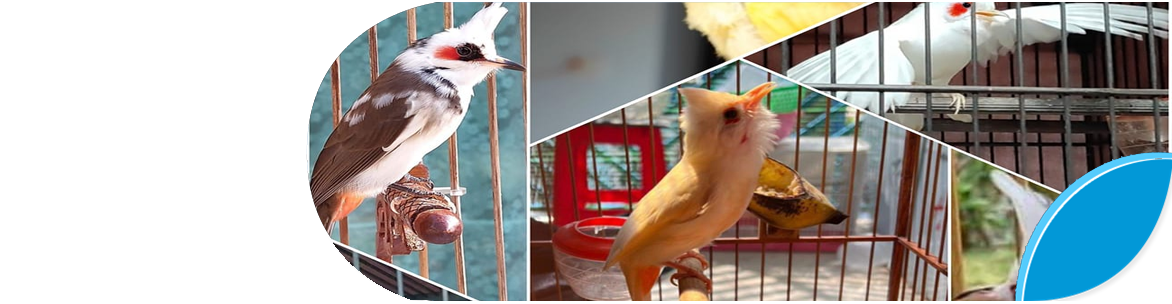 Chào mào đột biến