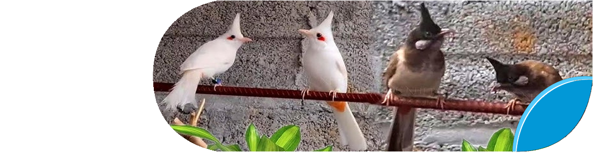 Nuôi chim đột biến
