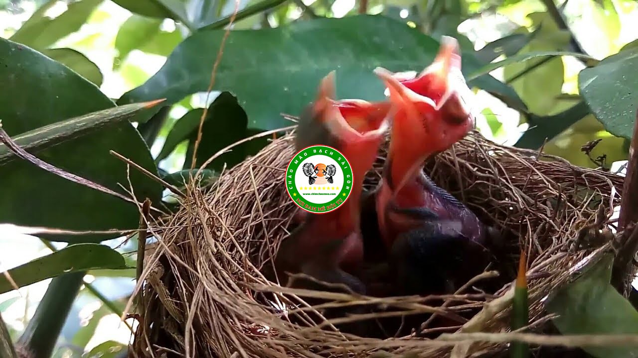 Kỹ thuật nuôi chim chào mào sinh sản