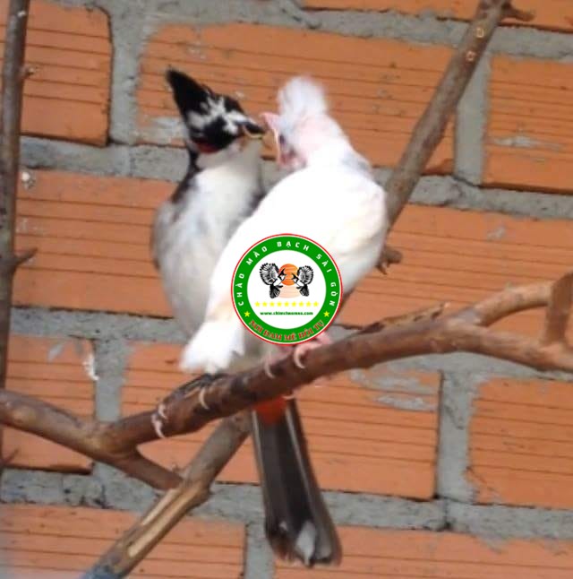 ky thuat nuoi chim chao mao sinh san 1