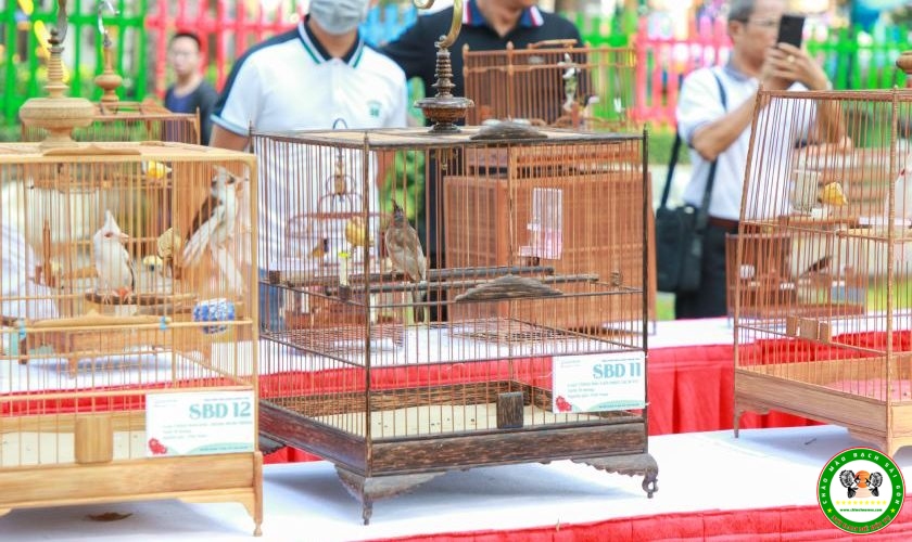 Chăm sóc chào mào trước khi đi thi