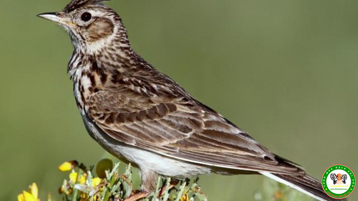 Chim sơn ca Loài chim biểu tượng của văn hóa Việt Nam